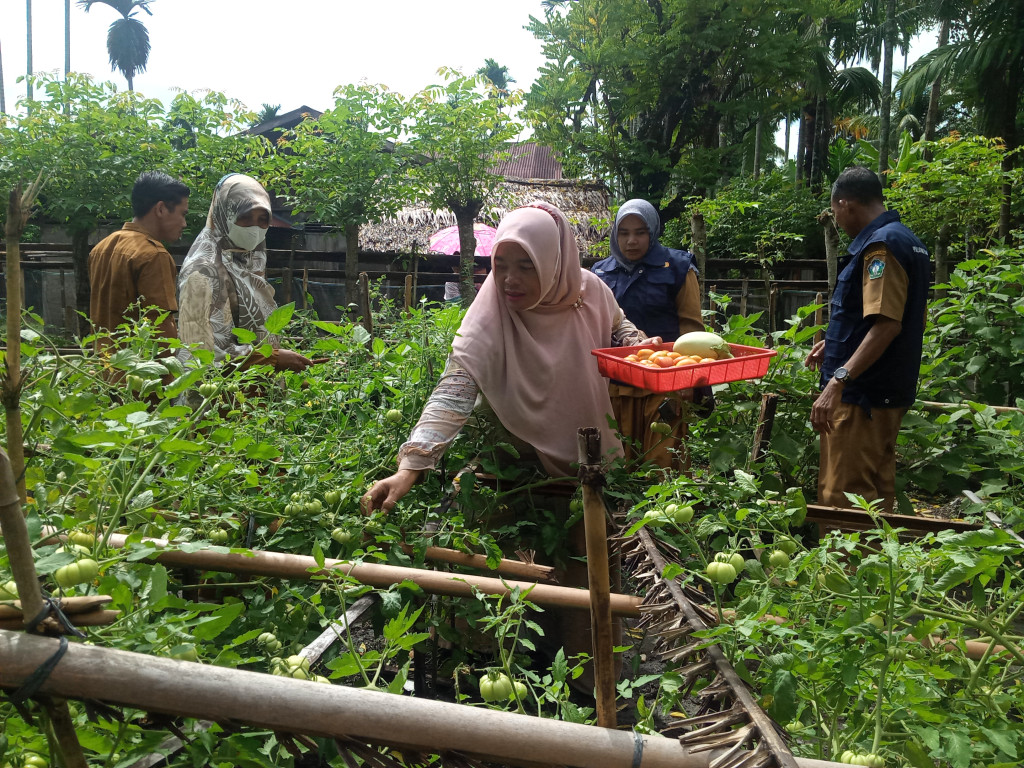 kegiatan panen sayuran di kebun Gampong Luar bersama Ibu-ibu kelompok Tani